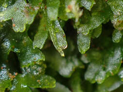 Image of Bog Germanderwort