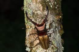 Imagem de Cyclommatus montanellus Möllenkamp 1904