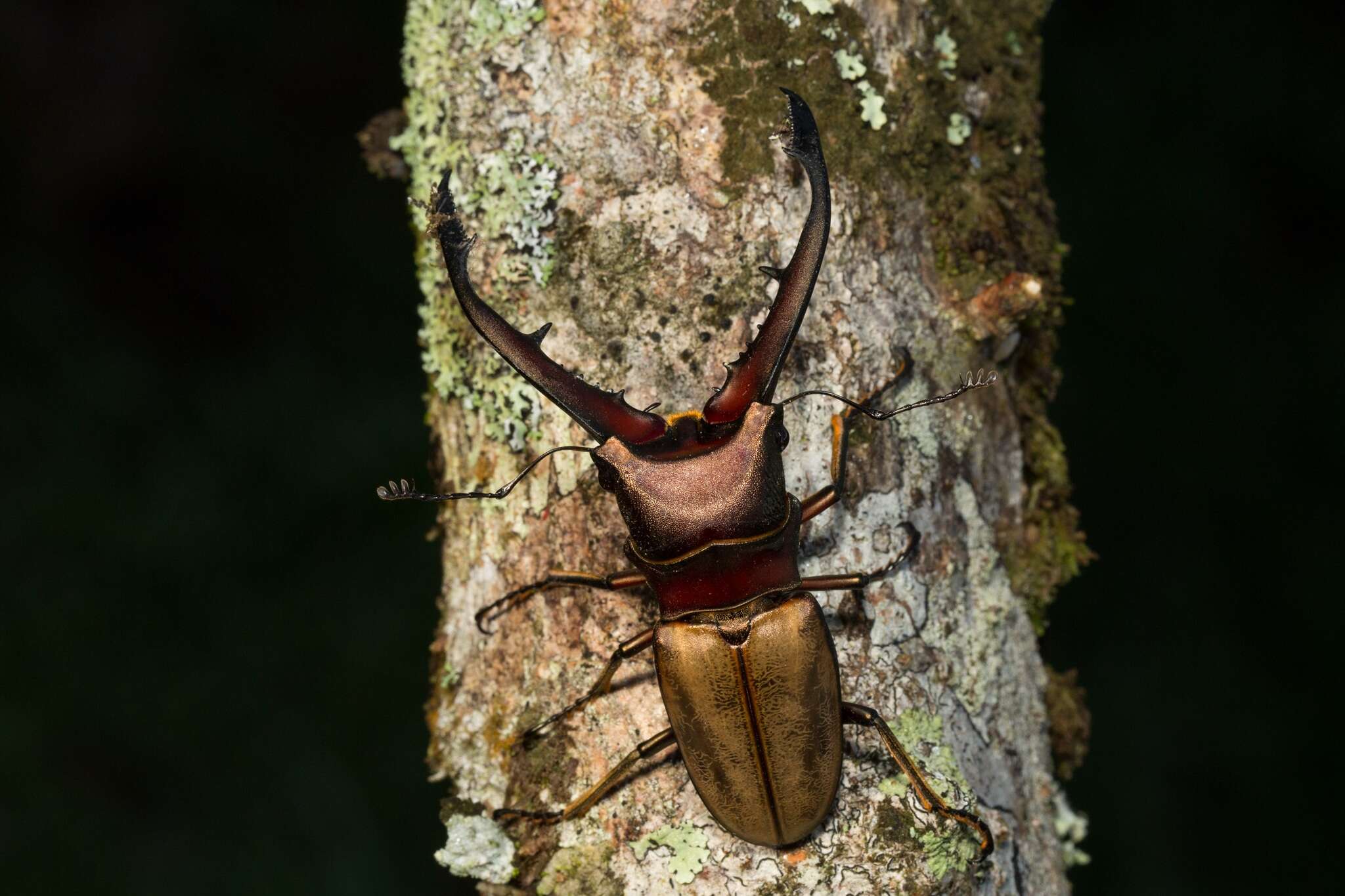 Imagem de Cyclommatus montanellus Möllenkamp 1904