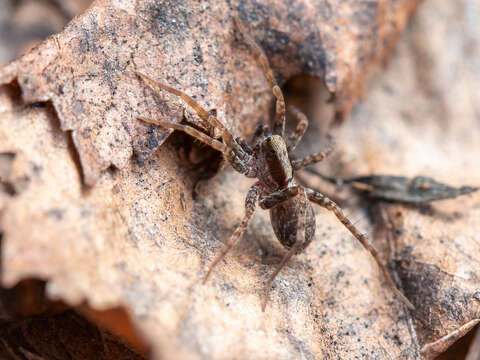 Image of Burnt wolf spider