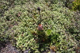 Imagem de Protea speciosa (L.) L.