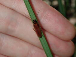 Dyakinodes centralis (Walker & F. 1868) resmi