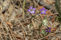 Imagem de Campanula rhodensis A. DC.