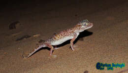 Image of Middle Eastern Short-fingered Gecko