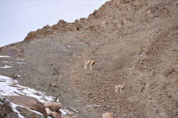 Image of Ladakh Urial