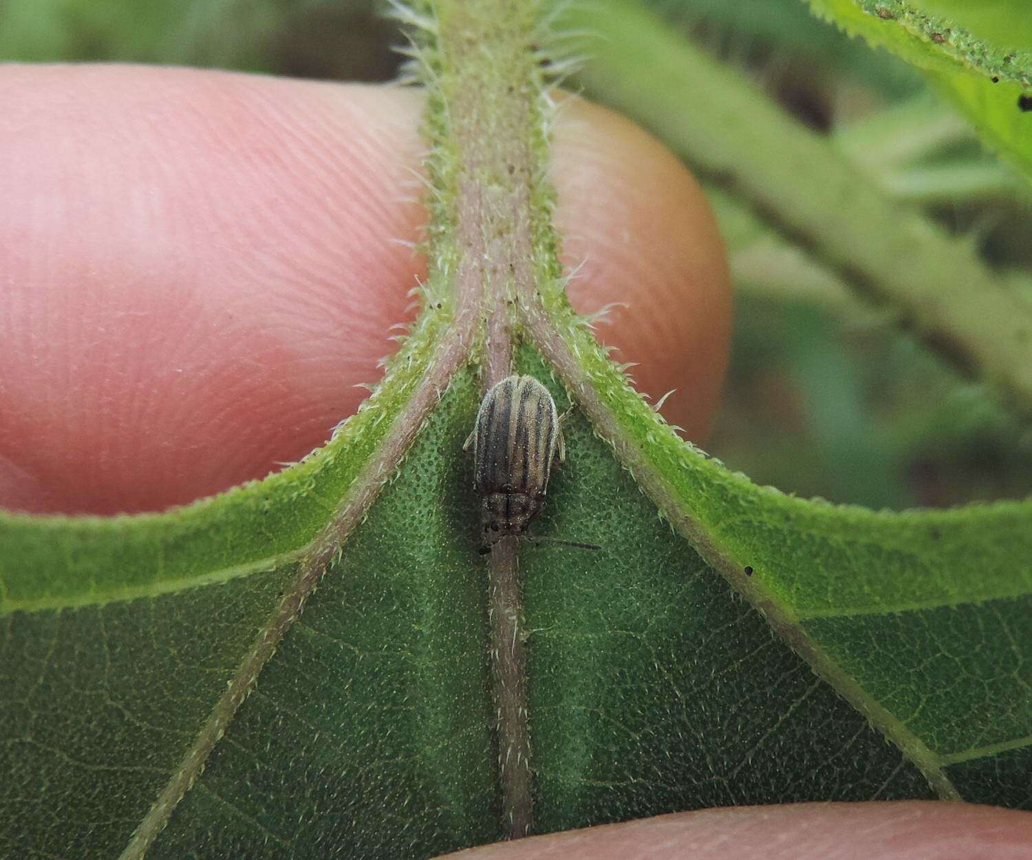 Image of Ophraella communa Le Sage 1986