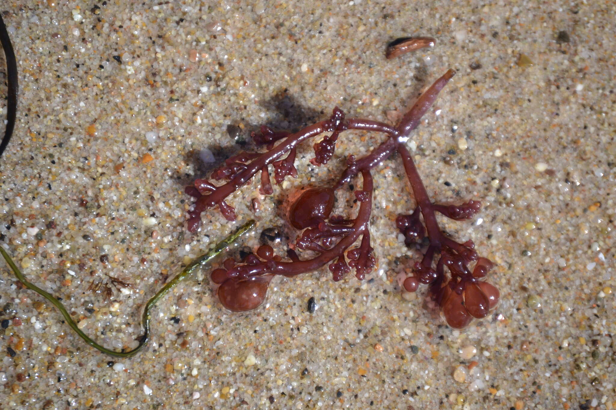 Imagem de Botryocladia pseudodichotoma