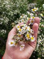 Image of Symphyotrichum lanceolatum var. interior (Wieg.) G. L. Nesom