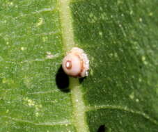 Image of Scale insect