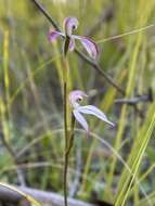 Caladenia clarkiae D. L. Jones resmi