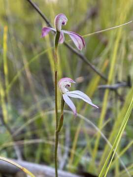 Image of Pink caps