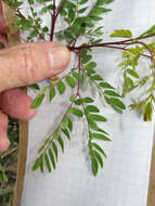 Image of roundflower catclaw