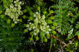 Слика од Haplosciadium abyssinicum Hochst.