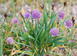 Image of Allium platyspathum Schrenk