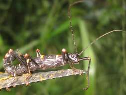 Image of Monticomorpha flavolimbata (Redtenbacher 1906)