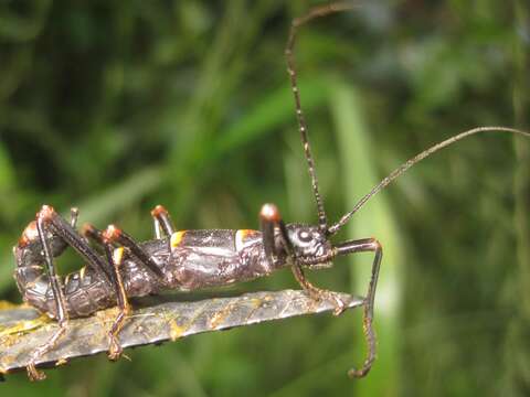 Image of Monticomorpha flavolimbata (Redtenbacher 1906)