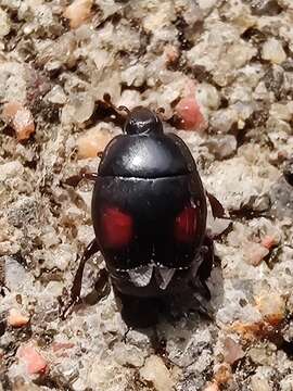 Image of Margarinotus (Paralister) purpurascens (Herbst 1791)