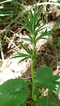 Image of Eryngium tricuspidatum L.