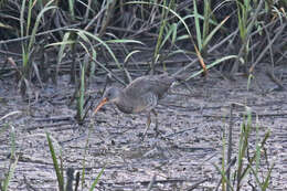 Image of Clapper Rail