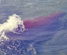 Image of Dugongs