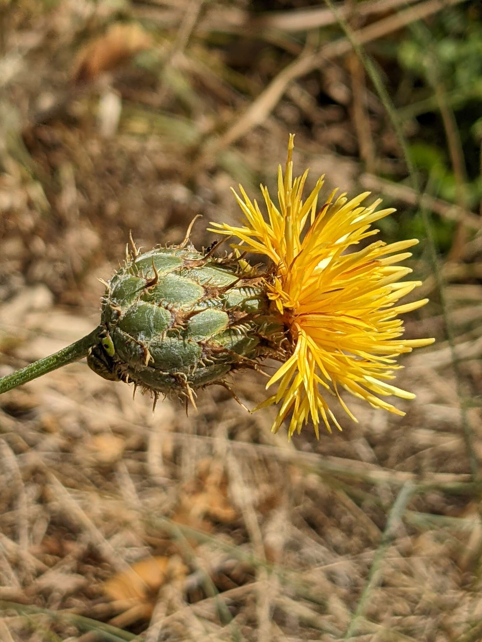 Plancia ëd Centaurea collina L.