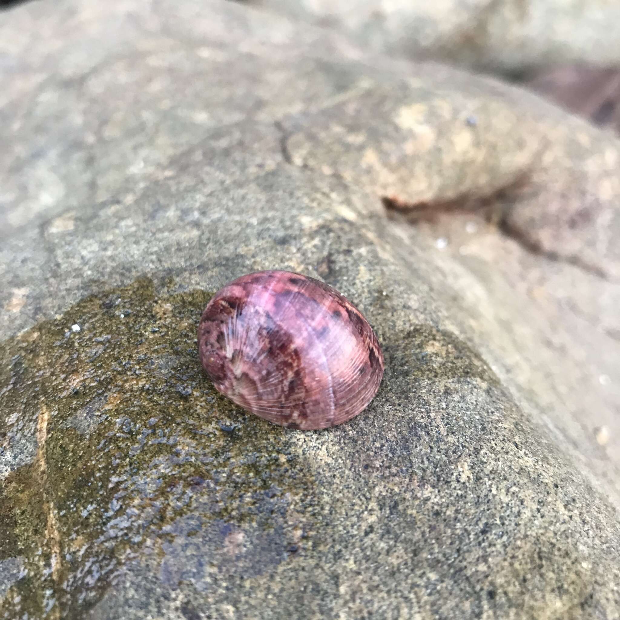 Image of polished nerite