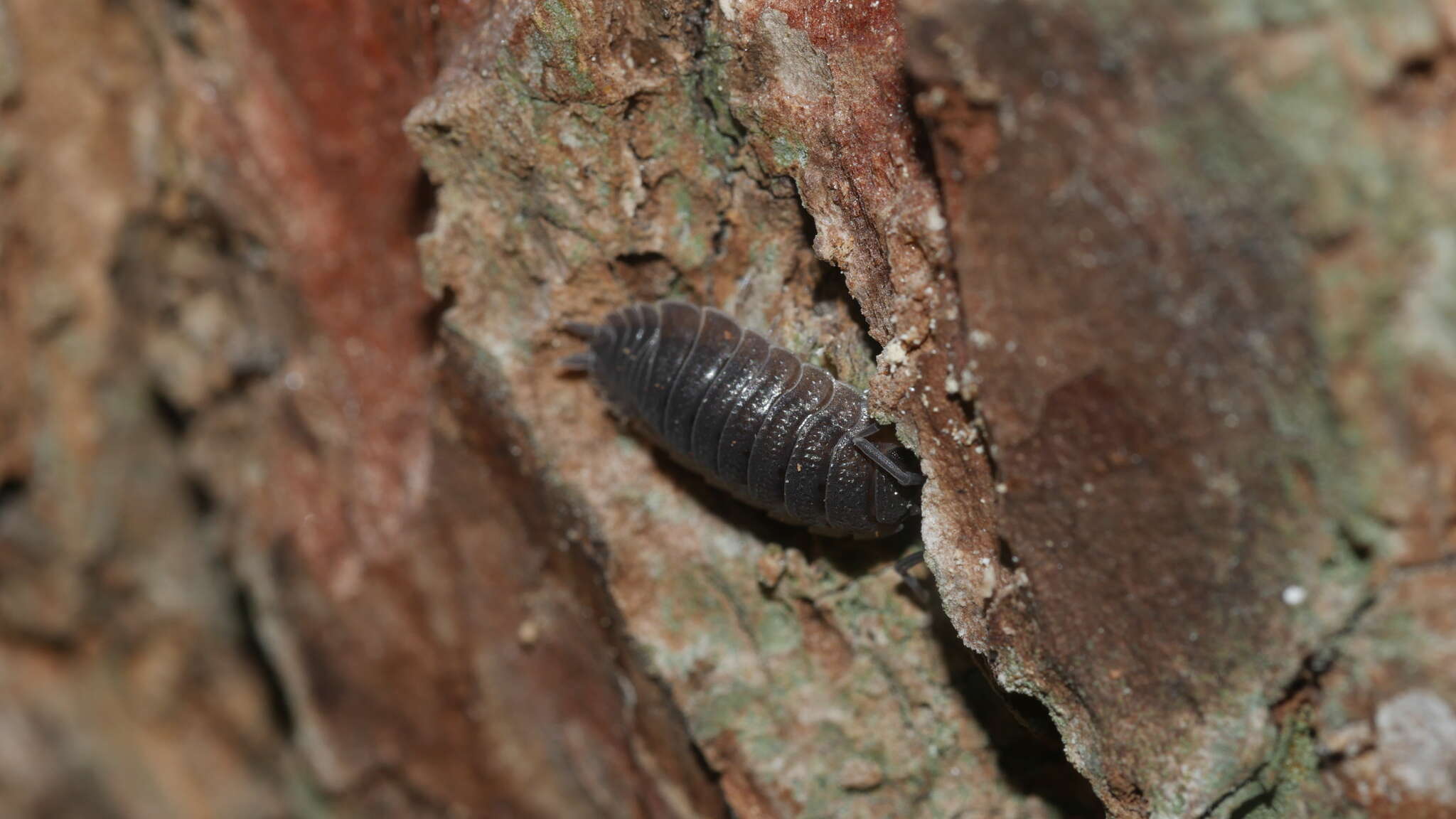 Image of <i>Porcellio <i>scaber</i></i> scaber Latreille 1804