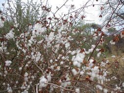 Image of Levant cotton