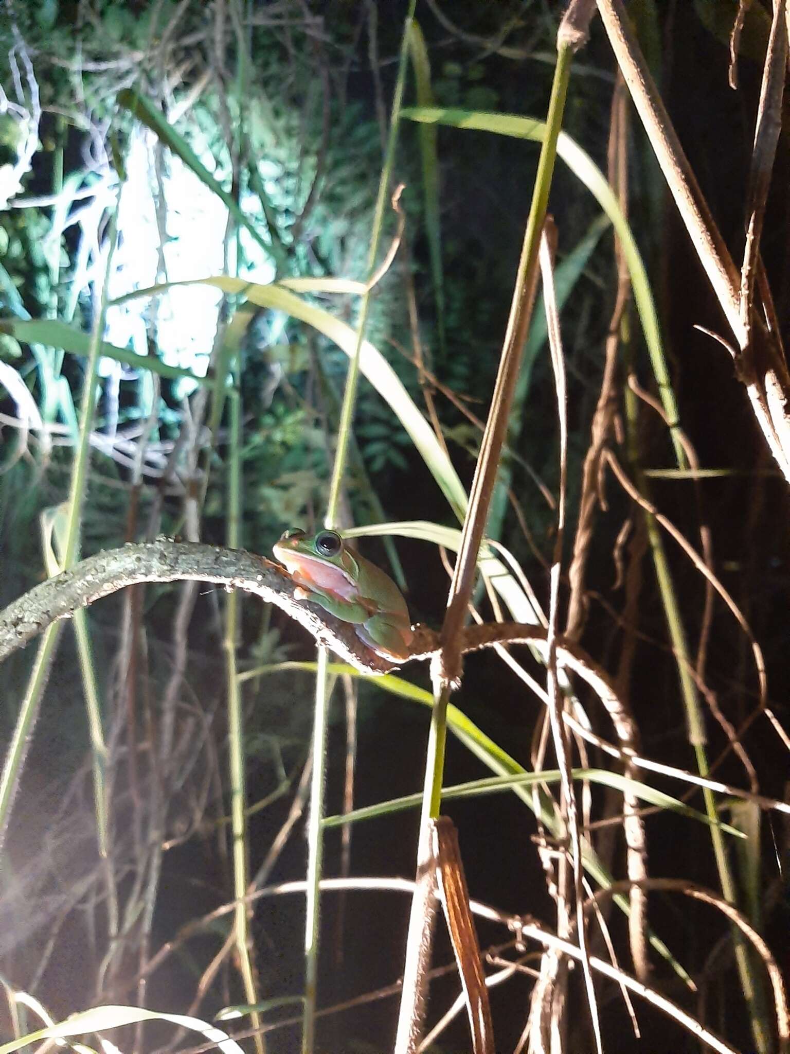 Image of Farmland green flying frog