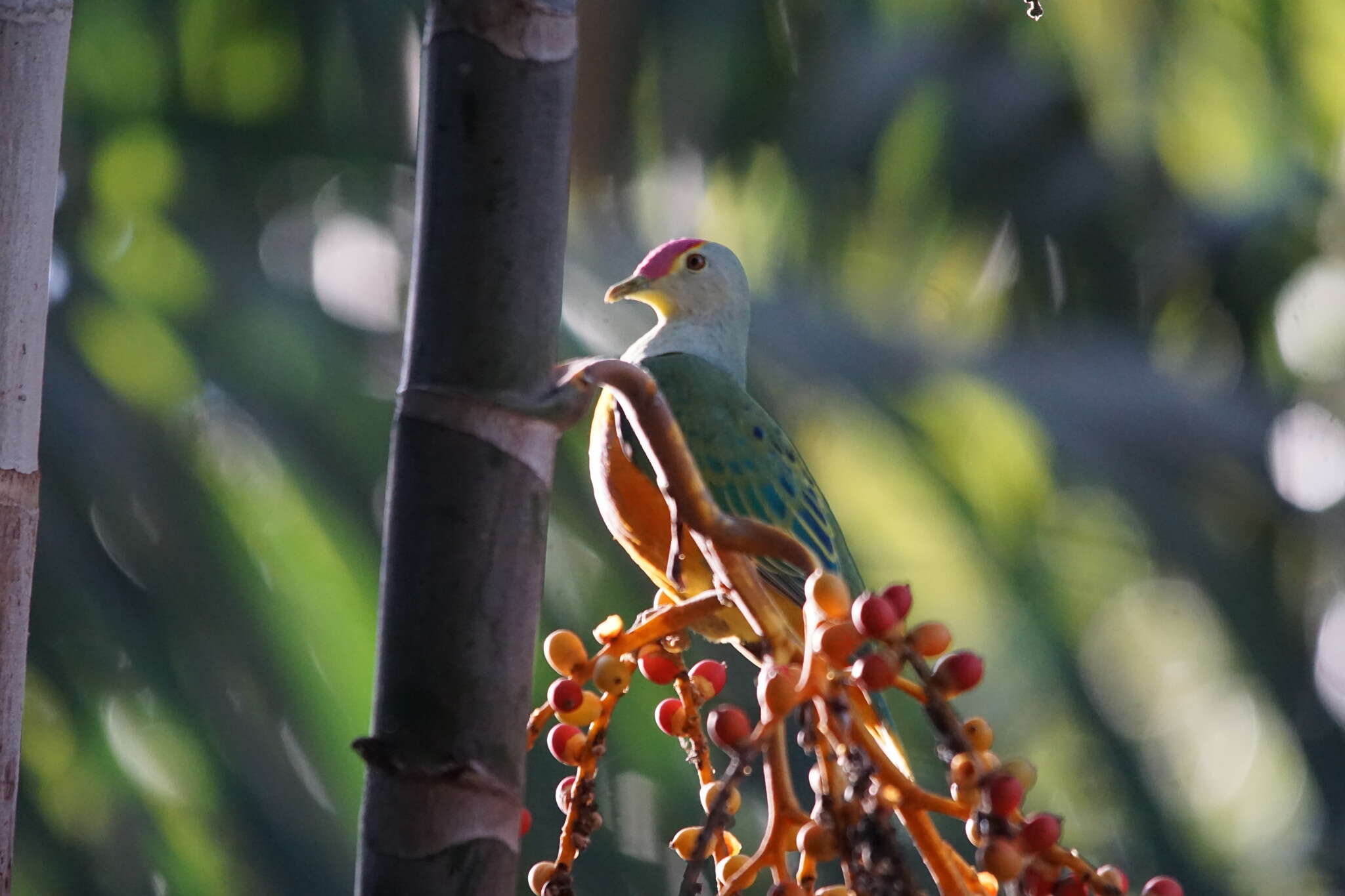 Image of Rose-crowned Fruit Dove