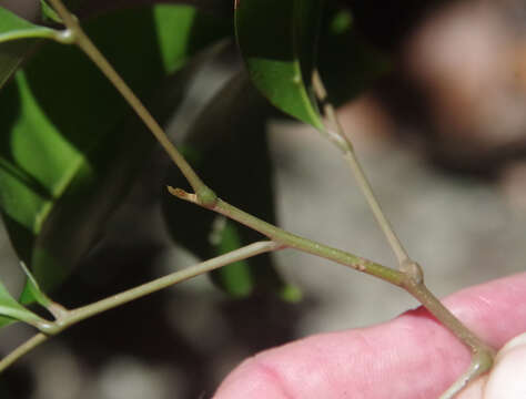 Image of Mischocarpus anodontus (F. Müll.) Radlk.