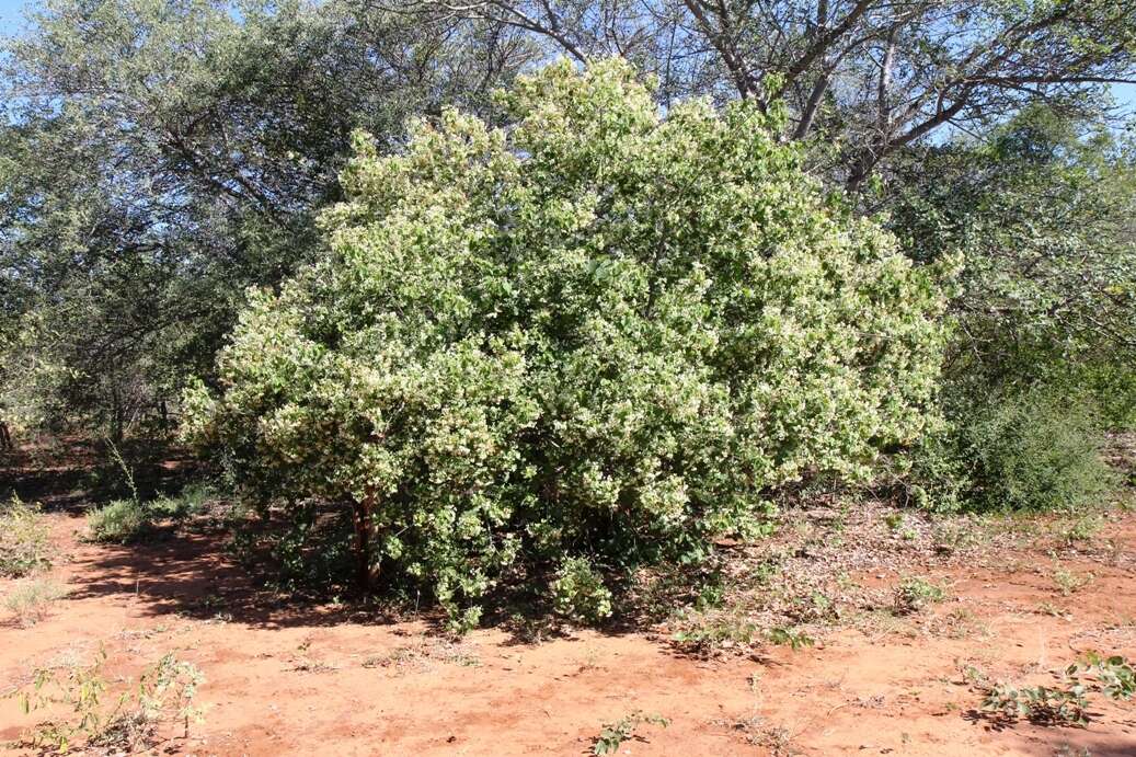 Image of Natal wild pear