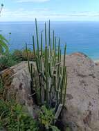 Image of Ceropegia dichotoma subsp. dichotoma