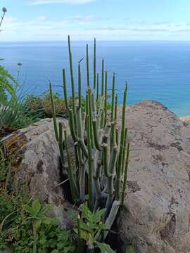 Plancia ëd Ceropegia dichotoma subsp. dichotoma