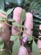 Image of Soft Boronia