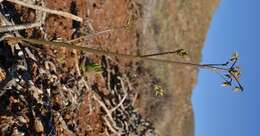 Plancia ëd Oxalis rubricallosa Oberl., Dreyer & Roets