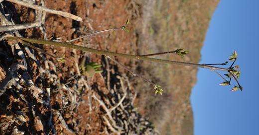 Plancia ëd Oxalis rubricallosa Oberl., Dreyer & Roets