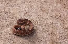 Image of Red Diamond Rattlesnake