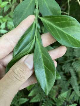 Image of Euonymus spraguei Hayata