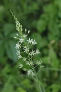 Image of Ornithogalum sphaerocarpum A. Kern.