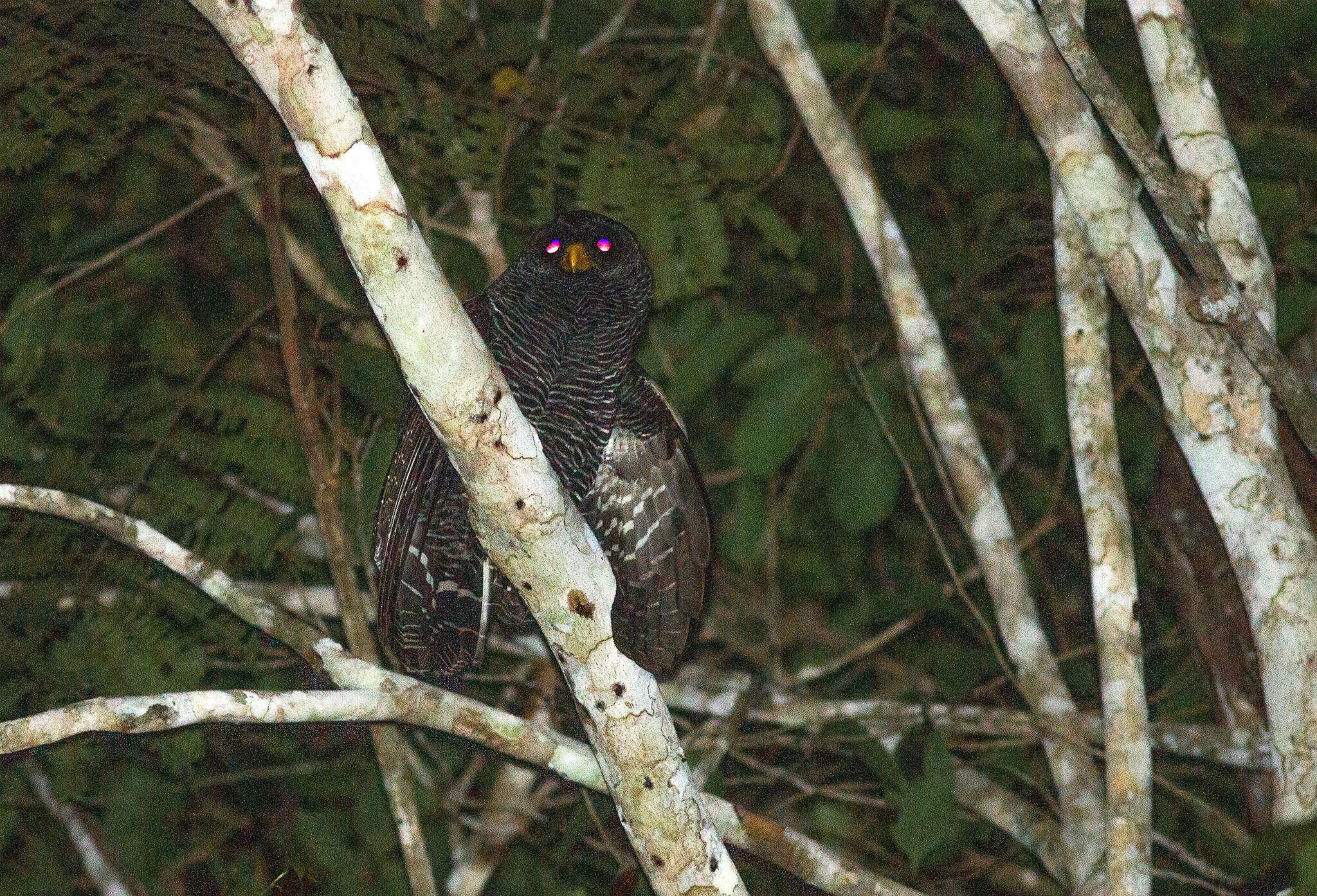 Image of Black-banded Owl