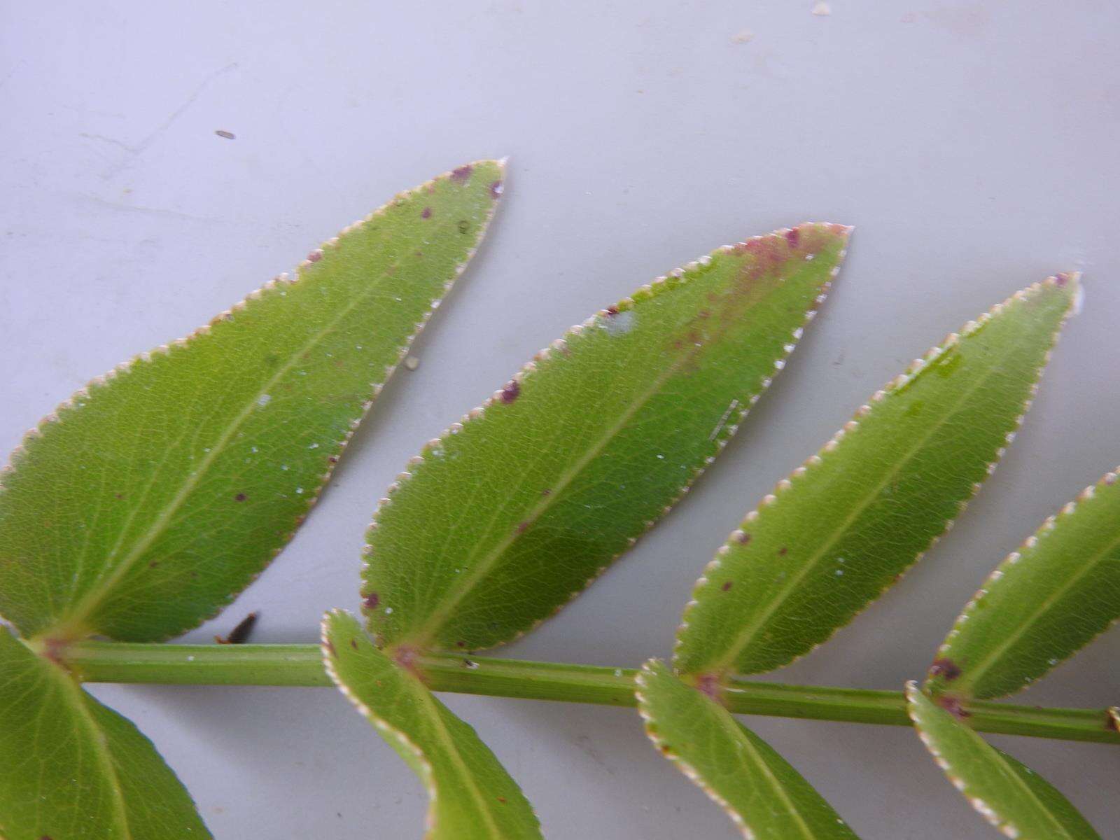 Image of Water parsnip