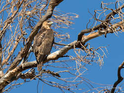 Image of African Hawk-Eagle