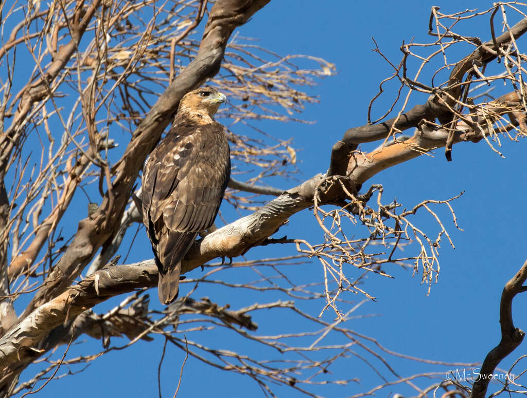 Image of African Hawk-Eagle