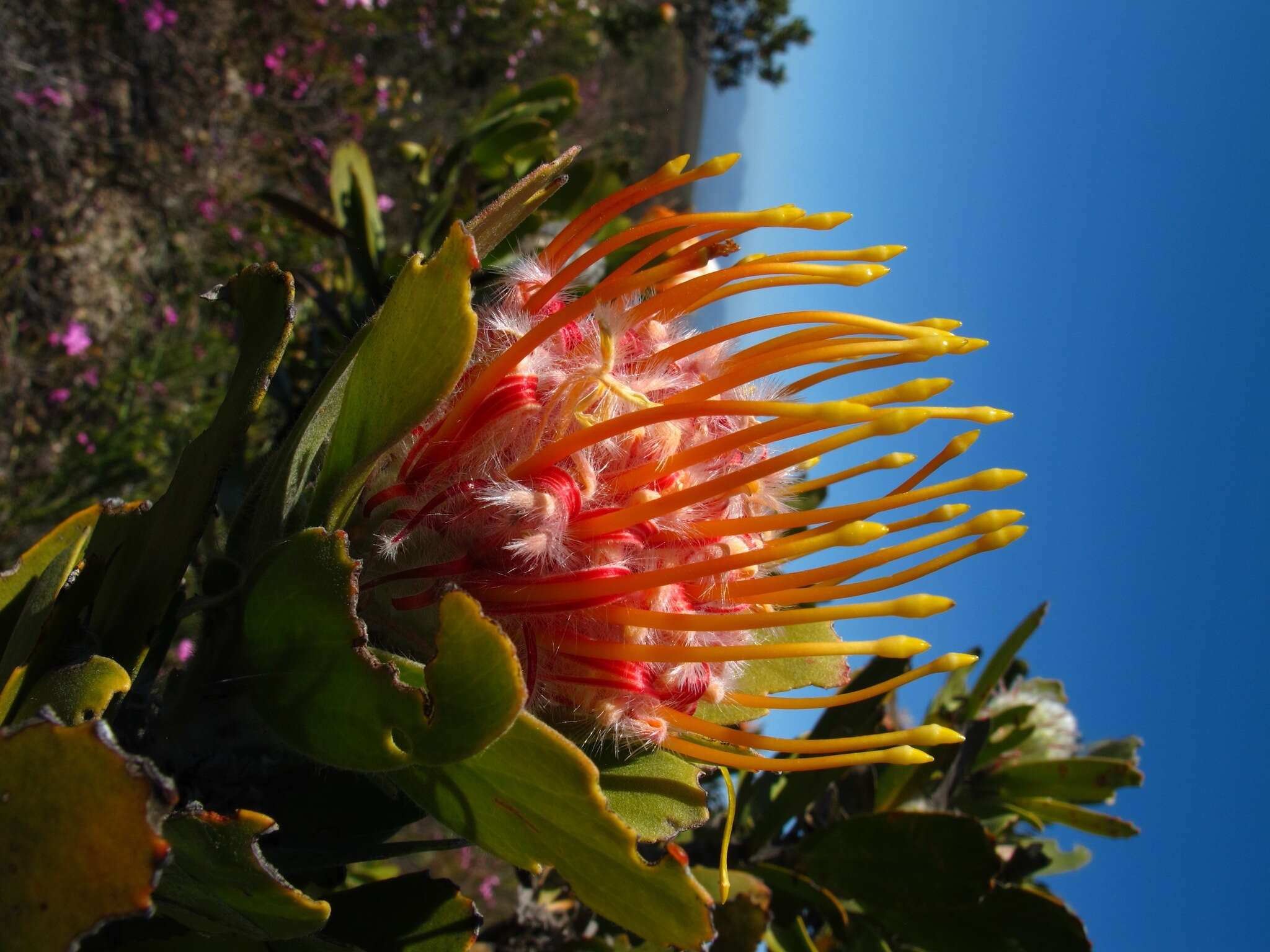 Image of Leucospermum pluridens Rourke