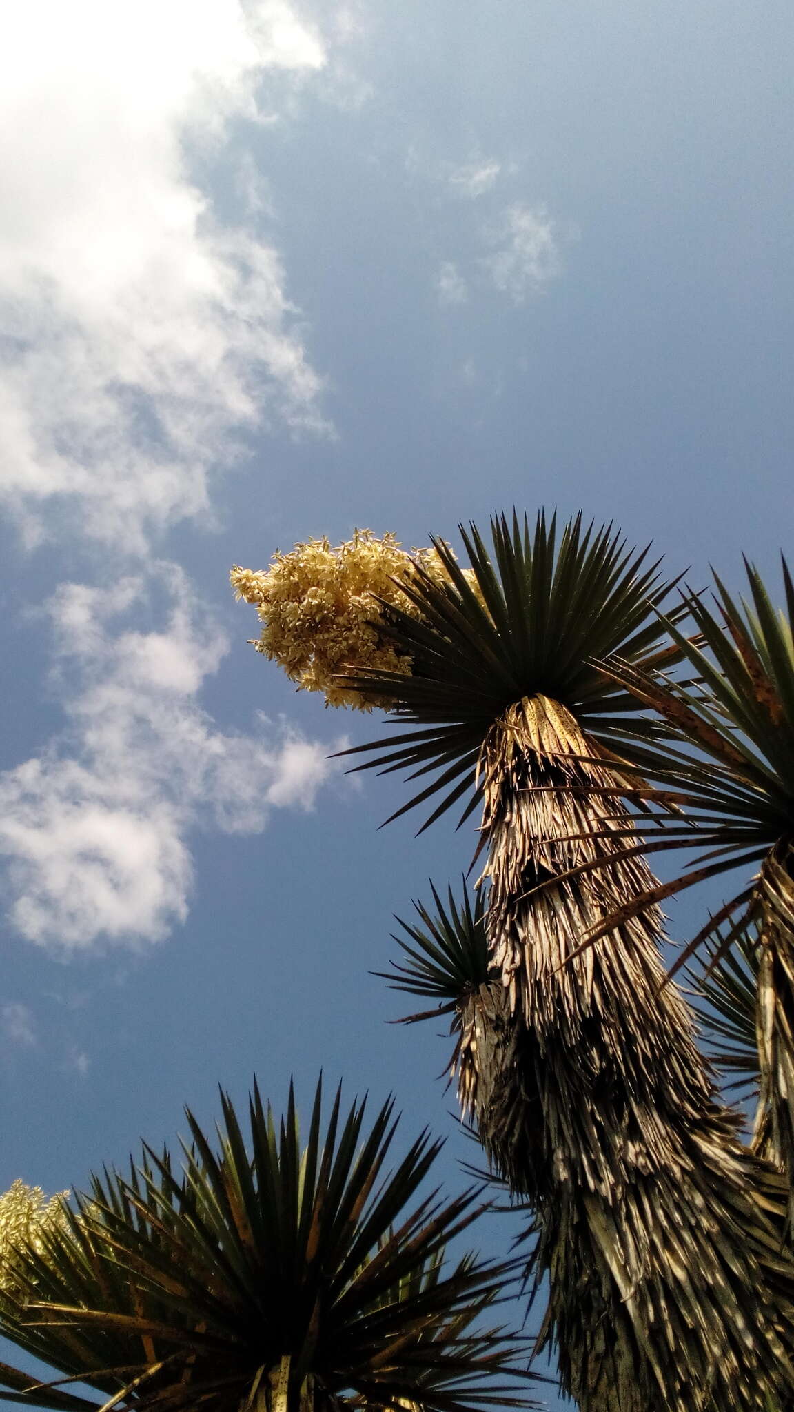 Image of Yucca periculosa Baker