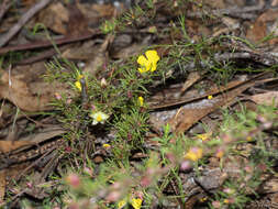 Hibbertia prostrata Hook. resmi