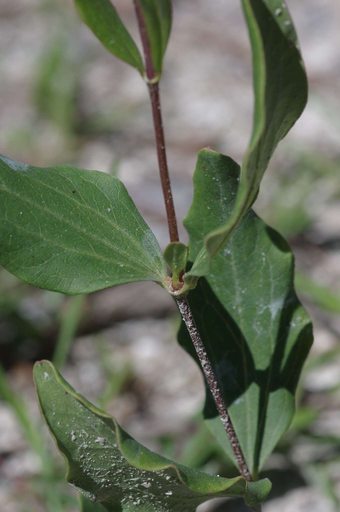 Image of Baldwin's Clematis