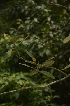Image of Litsea wightiana (Nees) Benth. & Hook. fil.