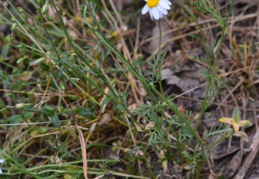 Image of corn chamomile